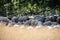 In the midday heat, sheep crowd in the shade