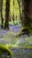 Midday Magic in a Bluebell Forest