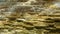 Midday panning shot of mound spring at mammoth hot springs in yellowstone national park