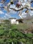 Midday with paulownia flowers