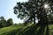 Midday summer landscape with oaks against the sun. Trees casting shadow in park