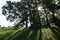 Midday summer landscape with oaks against the sun. Trees casting shadow in park