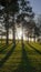 Midday sun bursting through coniferous trees on golf course in winter