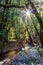 Midday sun creates a starburst in the corner with a cool stream flowing over rocks with dense forest behind