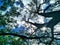 Midday sun fickering between casuarina tree branches. Nightcliff, Darwin NT Australia.