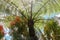 The midday sun shines through the crown of the tropical tree Cyathea Arborea. Sun rays pass through the branches of West Indian