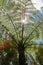 The midday sun shines through the crown of the tropical tree Cyathea Arborea. Sun rays pass through the branches of West Indian