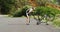 Middle age athlete pumping a bicycle tire with bike pump on country road 4k