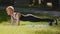 Middle-aged caucasian athletic slender woman female trainer with short haircut stands in plank position doing exercise