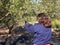 Middle-aged Caucasian female picking olives at olive tree plantations