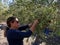 Middle-aged Caucasian female picking olives at olive tree plantations