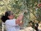 Middle-aged Caucasian female picking olives at olive tree plantations