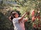 Middle-aged Caucasian female picking olives at olive tree plantations