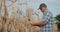 Middle-aged farmer studies corn cobs in field