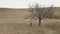 A middle aged man goes to a tree and sits under it. Late fall