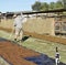 Middle-aged Man Raking Dried Fruit