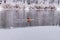 A middle-aged man swims on a cold winter day along the river against the backdrop of snow-covered trees. The concept of