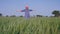 A middle-aged peasant / worker checking / touching his blooming wheat crops  - Indian agriculture