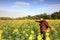 Middle-aged woman and beautiful sunflower at xiangshan flower sea, adobe rgb