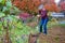 Middle aged woman digging the remains of a dead bush out of a front yard garden in the fall