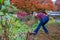 Middle aged woman digging the remains of a dead bush out of a front yard garden in the fall