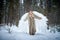 A middle-aged woman in a large warm fur coat and white angel wings in a winter forest with snow and snowdrifts. Fairy angel in a