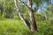 A middle-aged woman leaned against a birch tree in the forest.