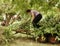 Middle-aged Woman Moving Plant Cuttings On Trailer