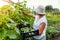 Middle-aged woman picking cucumbers from trellis on summer farm. Farmer finds vegetables and puts in crate