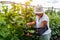 Middle-aged woman picking cucumbers from trellis on summer farm. Farmer harvests vegetables and puts in crate