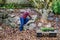 Middle aged woman planting groundcover plants in a fall garden