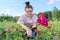 Middle-aged woman with pruning shears cutting bouquet of zinnia flowers