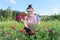 Middle-aged woman with pruning shears cutting bouquet of zinnia flowers