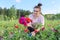 Middle-aged woman with pruning shears cutting bouquet of zinnia flowers