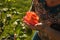 Middle-aged woman and a rose. The woman inhales the aroma of the rose at sunset. The rose shines at sunset