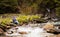 Middle-aged woman walking on river bank on spring day. Senior lady in forest enjoying nature