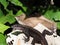 Middle American ameiva, Holcosus festivus, hides in fallen leaves on the ground. Costa Rica