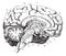 Middle and anterior-posterior section of the brain, vintage engr