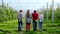 In the middle of apple orchard group of farmers young and mature walking and discussing something about the apples