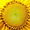 The middle of a blooming bright yellow sunflower. Amazing macro. Square background