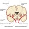 Middle cerebral artery