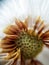 Middle of a dandelion, bald head close-up macro. middle of the flower. flown dandelion