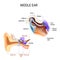 Middle ear. Three ossicles: malleus, incus, and stapes hammer, anvil, and stirrup