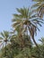 Middle East or Africa, picturesque palm trees landscapes landscape photography.