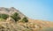 Middle East landscape, palm trees and mountain, Israel