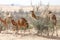 Middle eastern camels eating leaves from desert trees near Al Ain, UAE