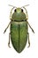 Middle Eastern jewel beetle