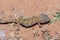 Middle Eastern Short-Fingered Gecko & x28;Stenodactylus doriae& x29;