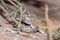 Middle Eastern Short-Fingered Gecko Stenodactylus doriae standing in the United Arab Emirates desert in the sand at night