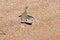 Middle Eastern Short-Fingered Gecko Stenodactylus doriae standing in the United Arab Emirates desert in the sand at night